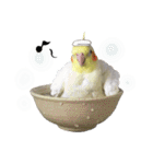 宇宙インコ（オカメの親子）（個別スタンプ：6）