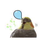 宇宙インコ（オカメの親子）（個別スタンプ：7）