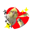 宇宙インコ（オカメの親子）（個別スタンプ：8）