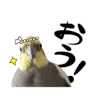 宇宙インコ（オカメの親子）（個別スタンプ：9）