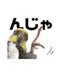 宇宙インコ（オカメの親子）（個別スタンプ：10）
