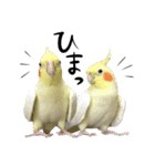 宇宙インコ（オカメの親子）（個別スタンプ：12）