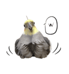 宇宙インコ（オカメの親子）（個別スタンプ：13）