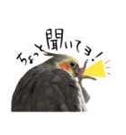 宇宙インコ（オカメの親子）（個別スタンプ：15）