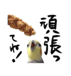 宇宙インコ（オカメの親子）（個別スタンプ：16）