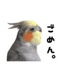 宇宙インコ（オカメの親子）（個別スタンプ：19）