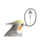 宇宙インコ（オカメの親子）（個別スタンプ：20）