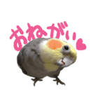宇宙インコ（オカメの親子）（個別スタンプ：23）