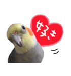 宇宙インコ（オカメの親子）（個別スタンプ：24）