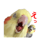 宇宙インコ（オカメの親子）（個別スタンプ：25）