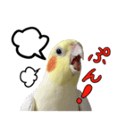 宇宙インコ（オカメの親子）（個別スタンプ：27）