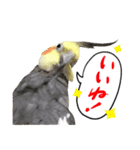 宇宙インコ（オカメの親子）（個別スタンプ：30）