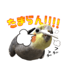 宇宙インコ（オカメの親子）（個別スタンプ：31）