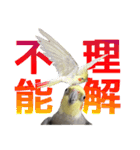 宇宙インコ（オカメの親子）（個別スタンプ：34）
