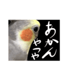 宇宙インコ（オカメの親子）（個別スタンプ：35）