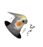 宇宙インコ（オカメの親子）（個別スタンプ：37）