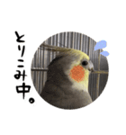 宇宙インコ（オカメの親子）（個別スタンプ：38）