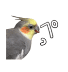 宇宙インコ（オカメの親子）（個別スタンプ：39）