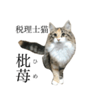 税理士猫 枇苺（個別スタンプ：1）