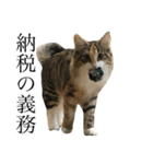 税理士猫 枇苺（個別スタンプ：3）