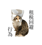 税理士猫 枇苺（個別スタンプ：4）