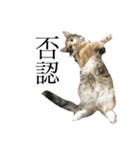税理士猫 枇苺（個別スタンプ：5）
