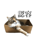 税理士猫 枇苺（個別スタンプ：6）