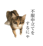 税理士猫 枇苺（個別スタンプ：7）
