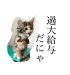 税理士猫 枇苺（個別スタンプ：9）