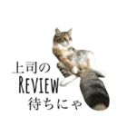 税理士猫 枇苺（個別スタンプ：13）