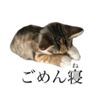 税理士猫 枇苺（個別スタンプ：15）
