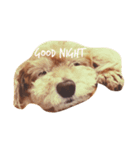 おねむ犬（個別スタンプ：1）