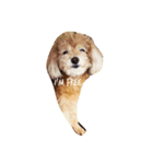 おねむ犬（個別スタンプ：3）