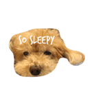 おねむ犬（個別スタンプ：5）