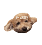 おねむ犬（個別スタンプ：6）