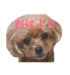 トイプードルのハニーちゃん（個別スタンプ：2）