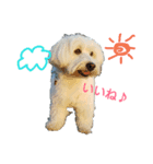 coco＆may（個別スタンプ：1）