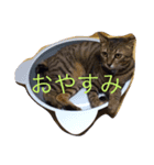 ウチの子 ルルちゃん（個別スタンプ：1）