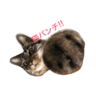 saku猫（個別スタンプ：1）
