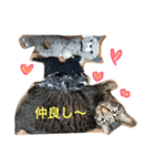 saku猫（個別スタンプ：2）