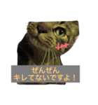 saku猫（個別スタンプ：3）
