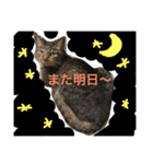 saku猫（個別スタンプ：6）