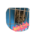 saku猫（個別スタンプ：7）