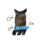 saku猫（個別スタンプ：8）