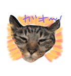 saku猫（個別スタンプ：11）