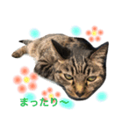saku猫（個別スタンプ：16）