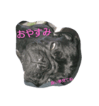 pug Qoo（個別スタンプ：1）