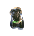 pug Qoo（個別スタンプ：2）