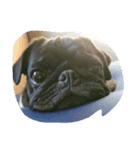 pug Qoo（個別スタンプ：3）