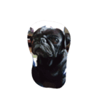 pug Qoo（個別スタンプ：4）